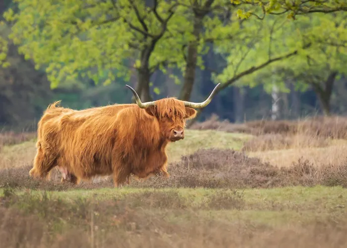 Szálloda Udens Duyn 4*