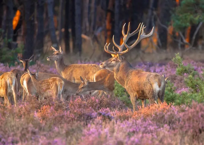 Udens Duyn Ξενοδοχείο Uden
